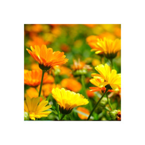 Ringelblumen